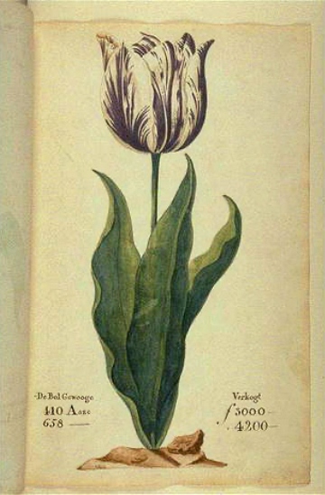 A tulip, "the Viceroy," displayed in the 1637 Dutch catalog during the Tulip Mania.