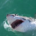 A Great White lunges out of the water. When the film 'Jaws' opened in 1975, it forever changed our view of sharks. (Photo: Olga Ernst)