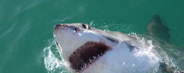 A Great White lunges out of the water. When the film 'Jaws' opened in 1975, it forever changed our view of sharks. (Photo: Olga Ernst)