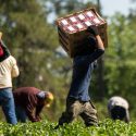 Undocumented workers in food processing.