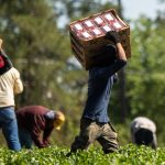 Undocumented workers in food processing.