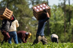 Undocumented workers in food processing.