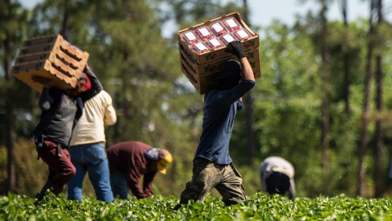 Undocumented workers in food processing.
