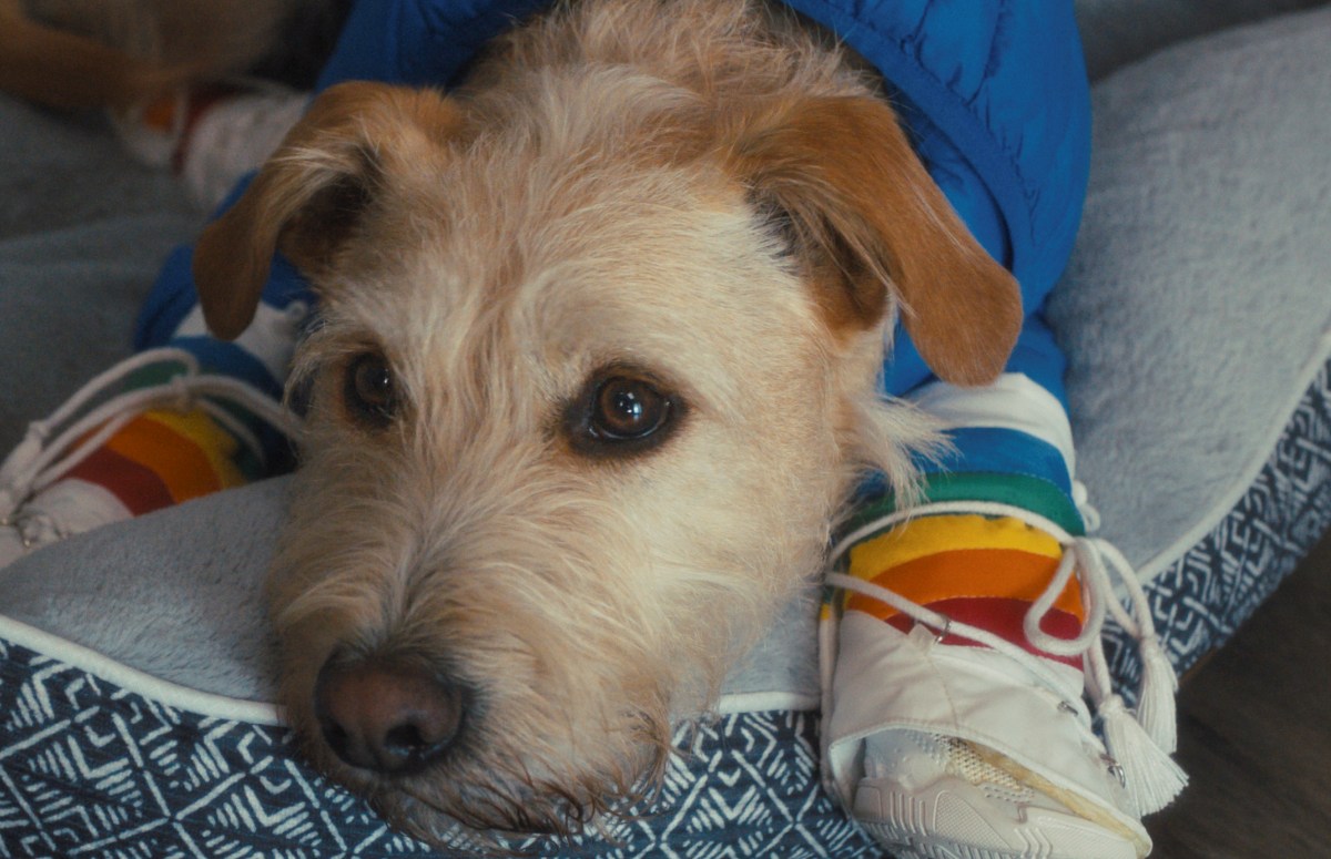 Mixed terrier 'Gus' stars as 'Merv' in the Amazon/MGM rom-com. (Photo Prime)