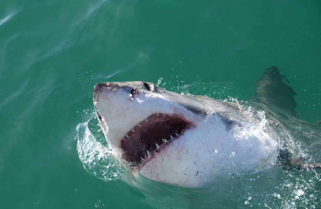 A Great White lunges out of the water. When the film 'Jaws' opened in 1975, it forever changed our view of sharks. (Photo: Olga Ernst)